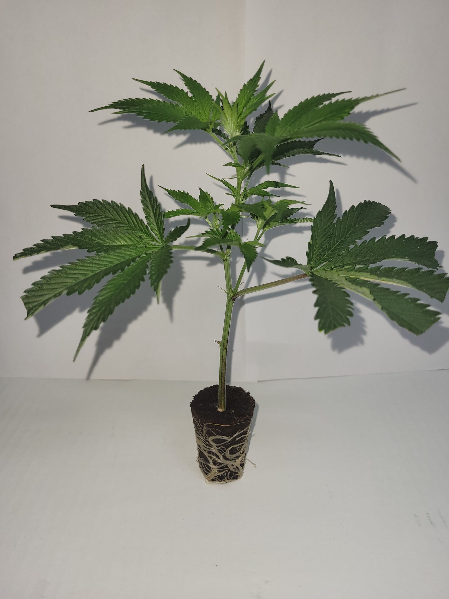 Mystery Box (3 random hemp cuttings)