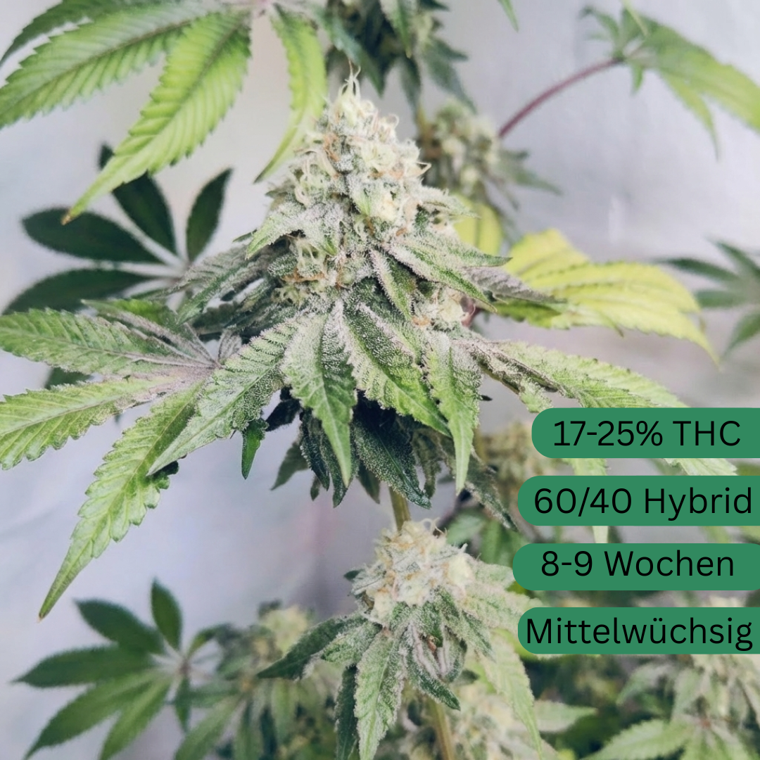 Semillas de cannabis Sour Chem Kush