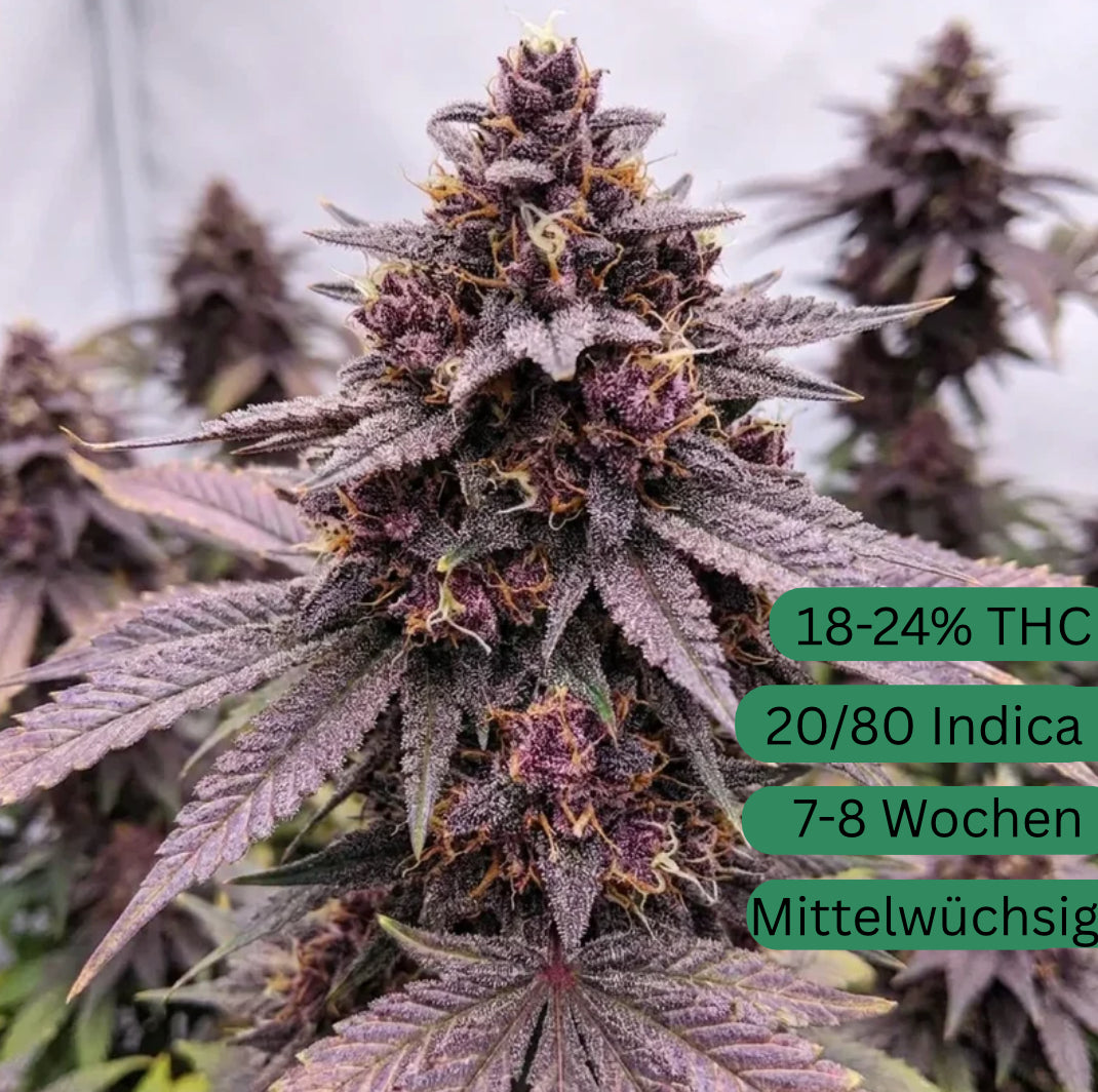 Semillas de cannabis automáticas Purple Punch