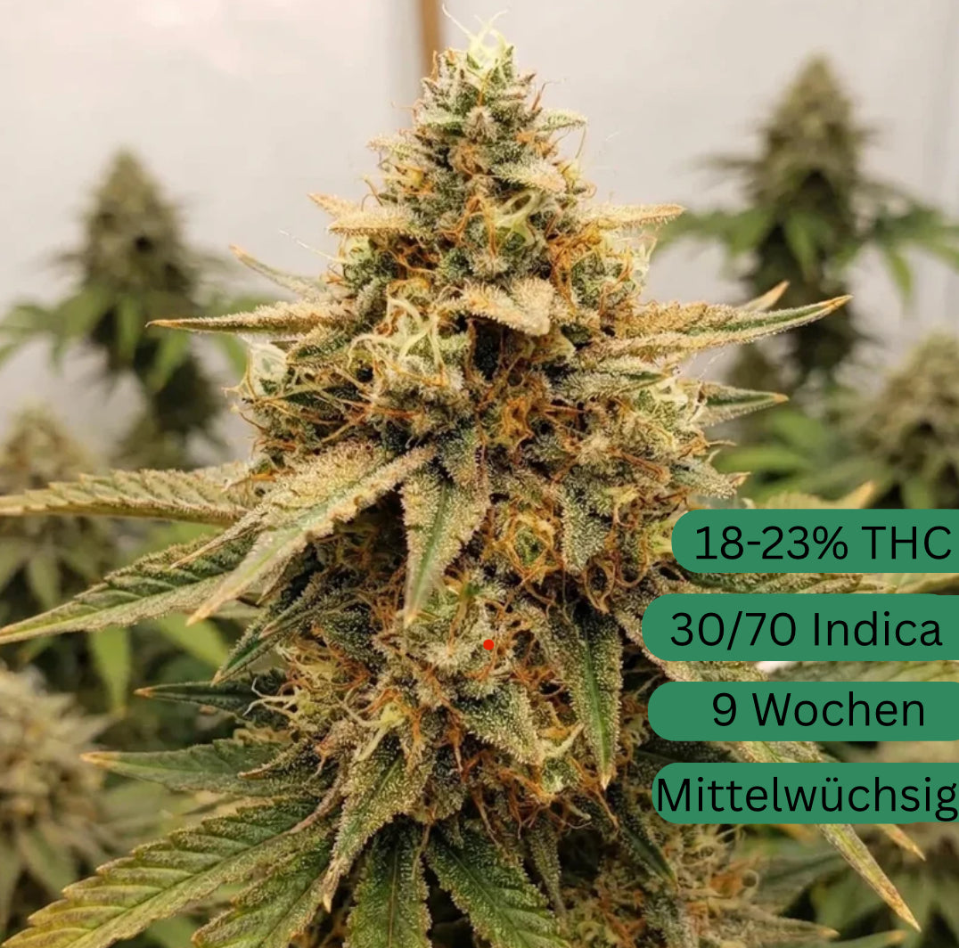 Semillas de cannabis automáticas Cream Mandarin