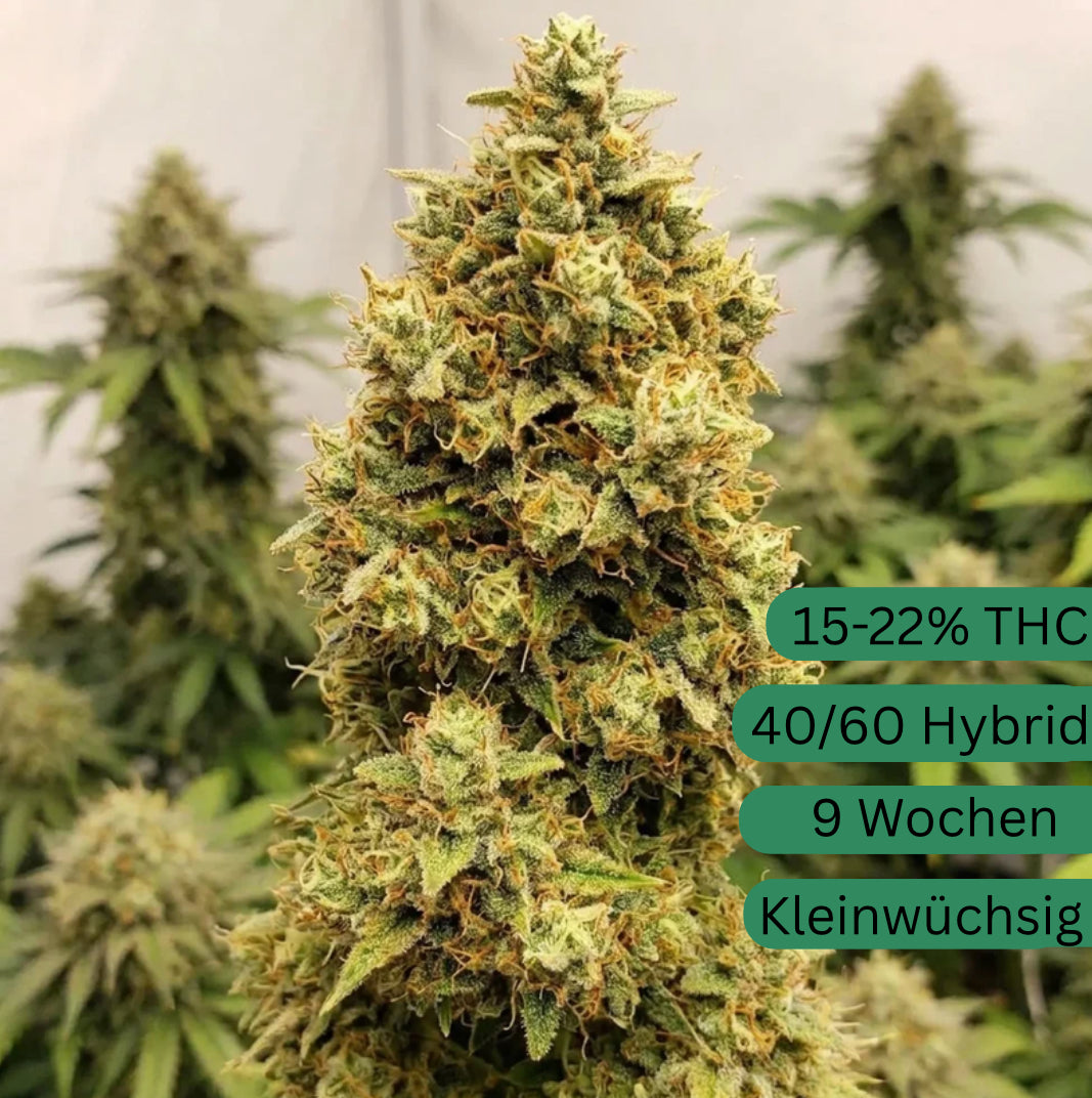 Semillas de cannabis Critical Automatic