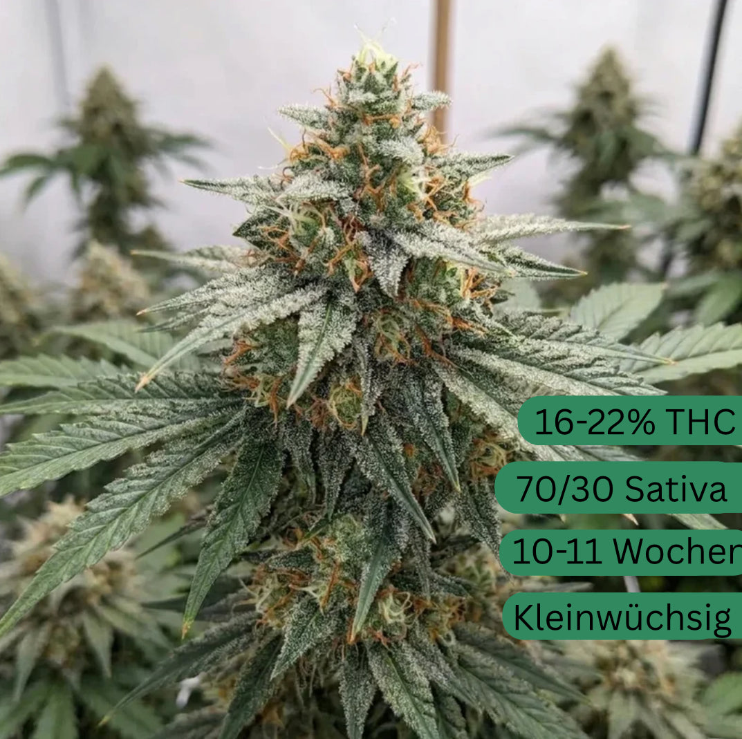Semillas de cannabis automáticas AK47