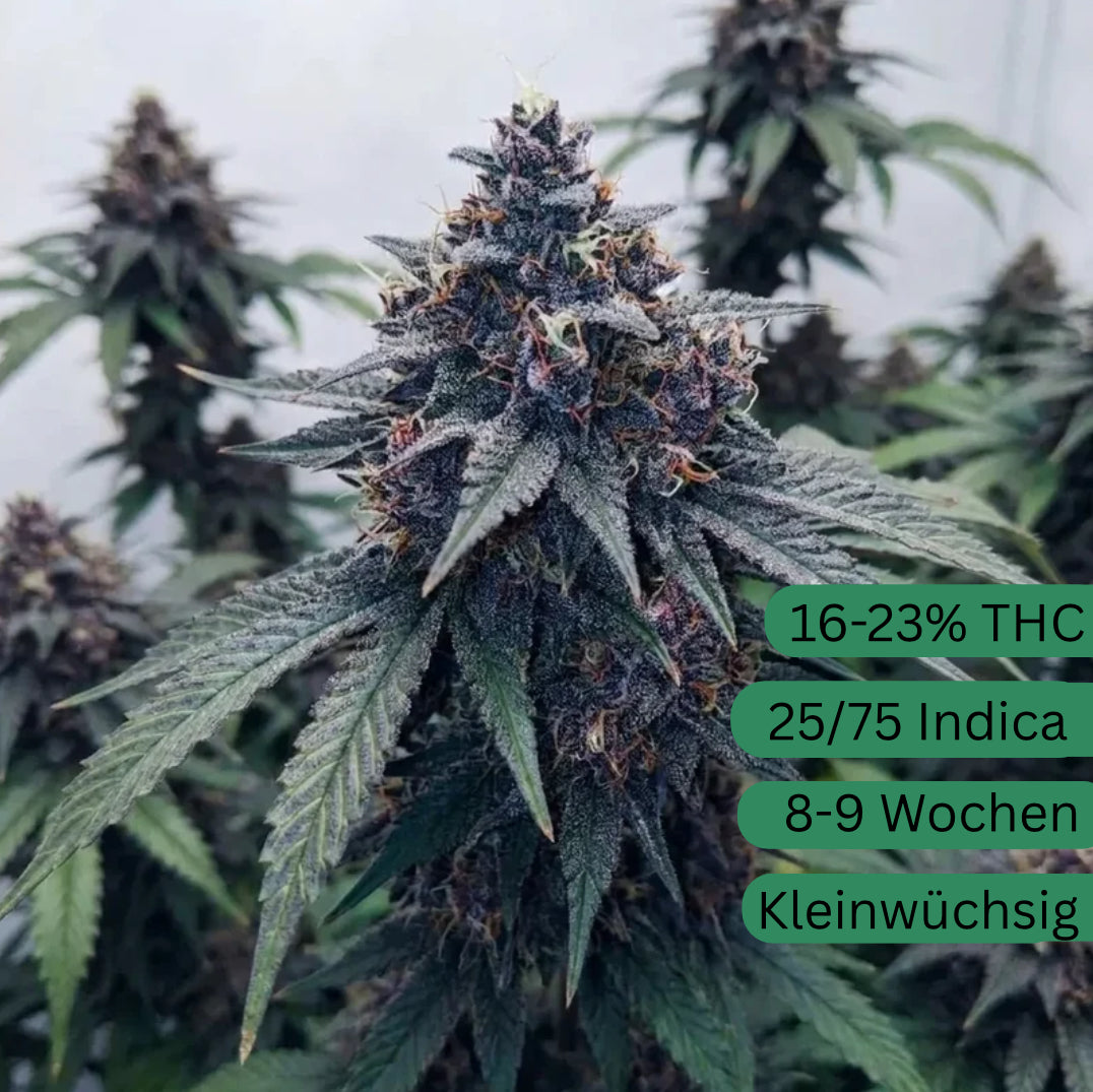 Semillas de cannabis automáticas Blueberry