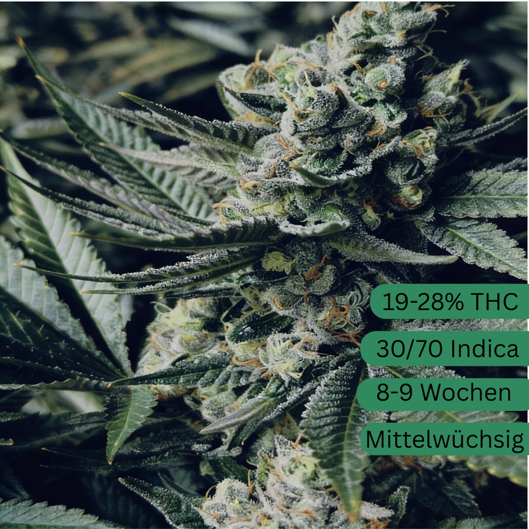 Girl Scout Cookies Hemp Seeds