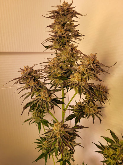 Mimosa EVO Hanfsteckling [M]