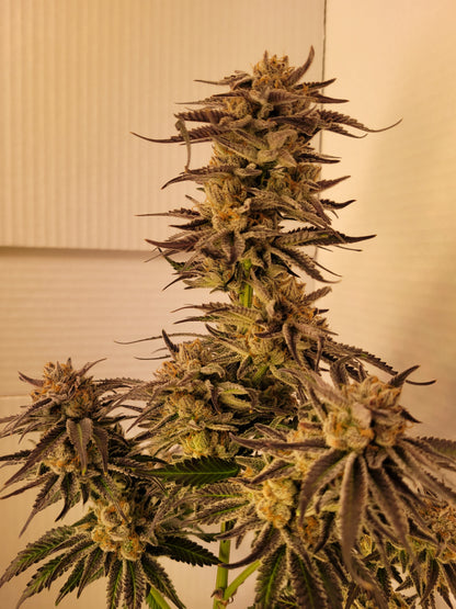 Mimosa EVO Hanfsteckling [M]