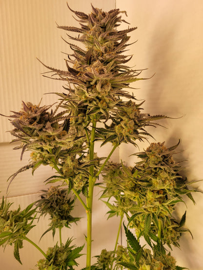 Mimosa EVO Hanfsteckling [M]