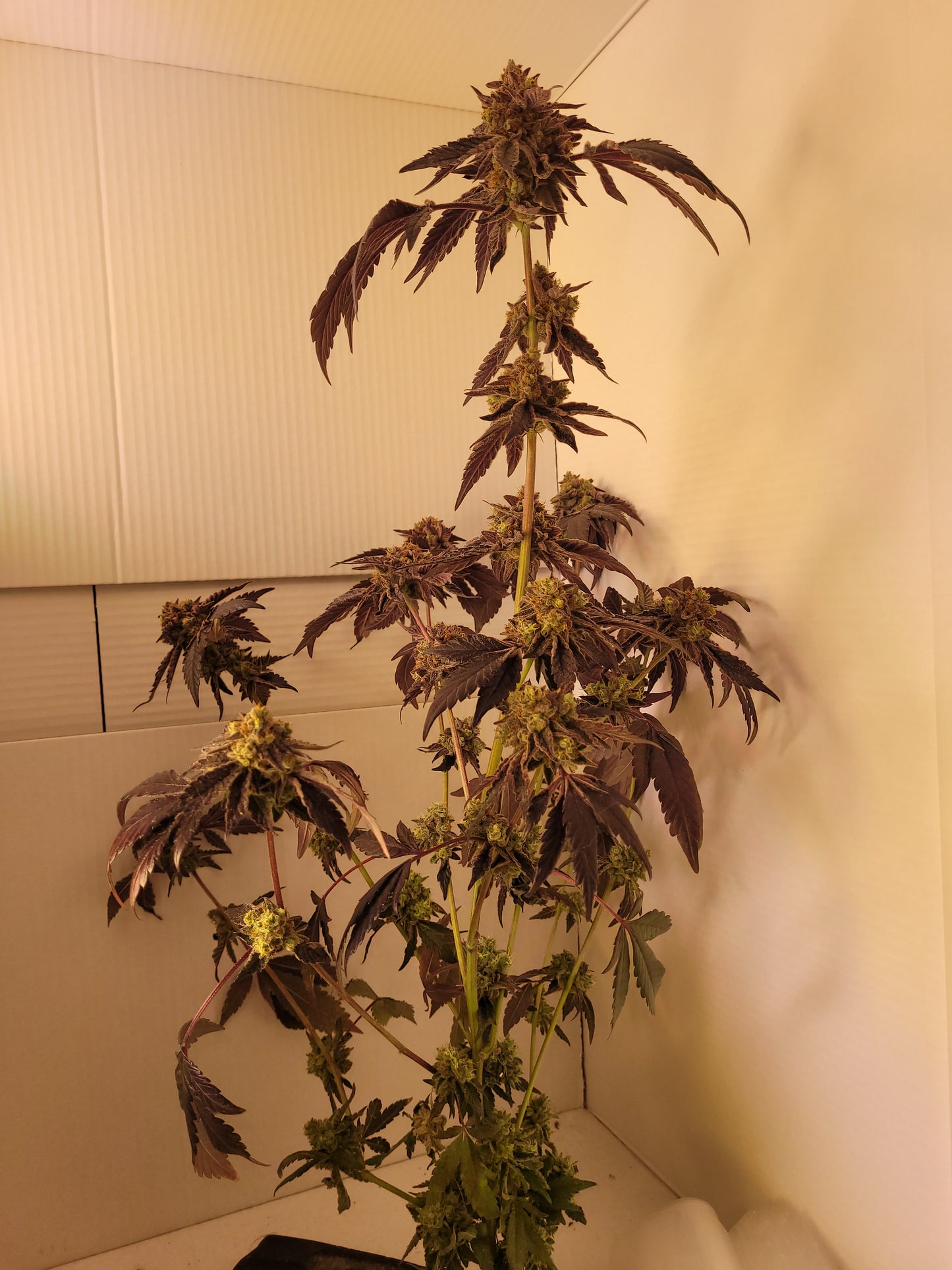Rainbow Sherbert Hanfsämling#11 groß [RS]