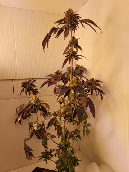 Rainbow Sherbert Hanfsämling#11 groß [RS]