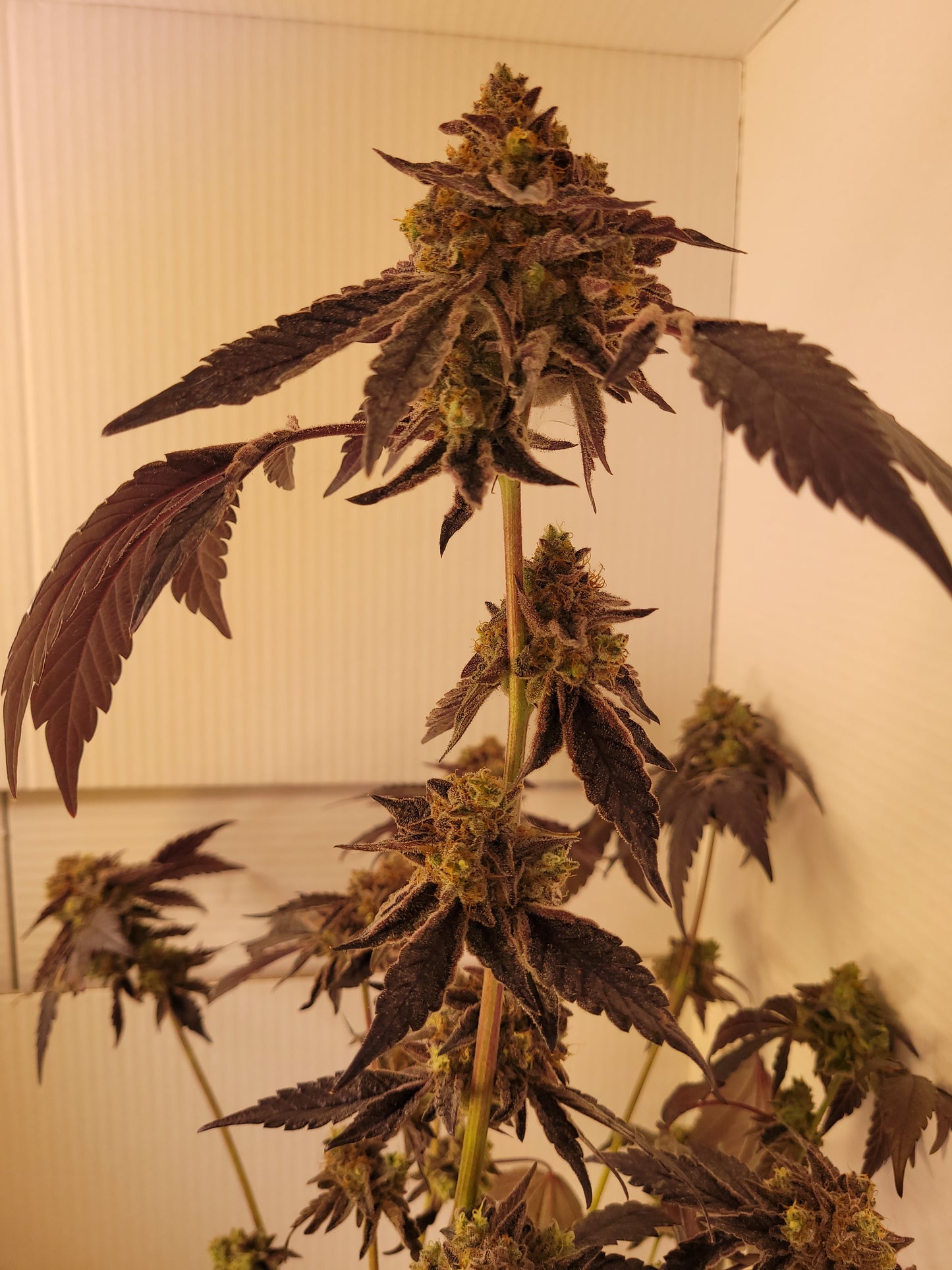Rainbow Sherbert Hanfsämling#11 groß [RS]