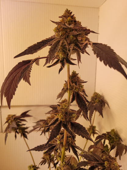 Rainbow Sherbert Hanfsämling#11 groß [RS]