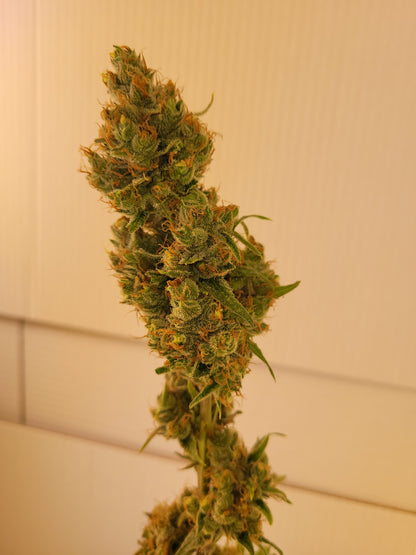 Train Wreck Hanfsteckling [TW]