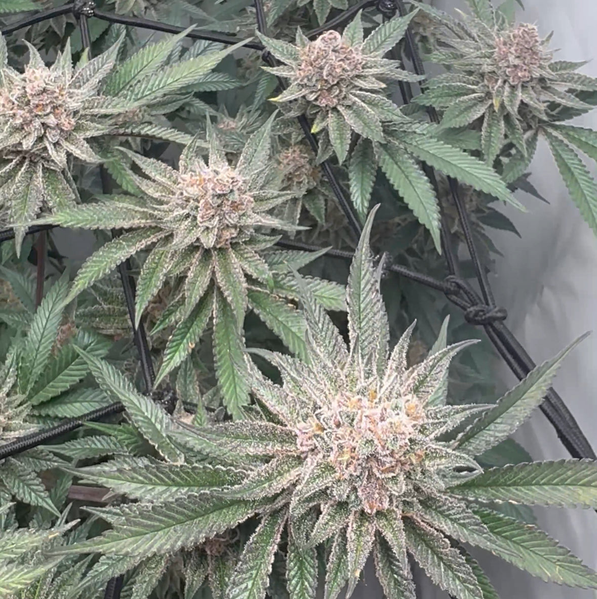 Super Buff Cherry#26 Hanfsteckling groß [SBC]