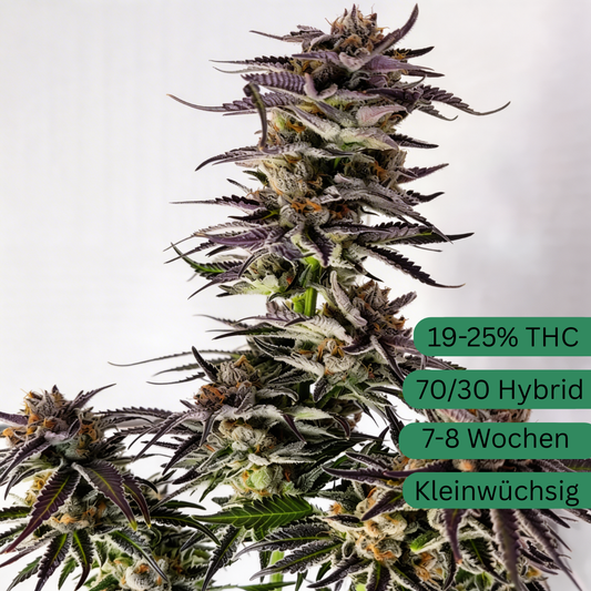 Mimosa EVO Hanfsteckling [M]