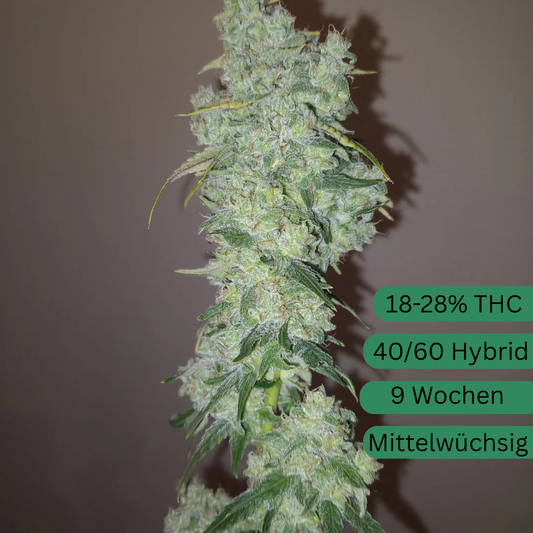 Sunshine Daydream Hanfsteckling [SUN]