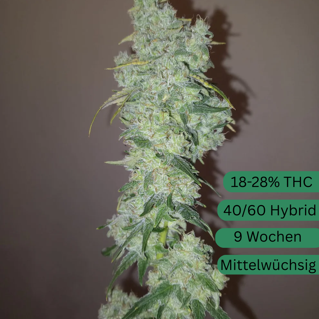 Sunshine Daydream Hanfsämling klein [SUN]