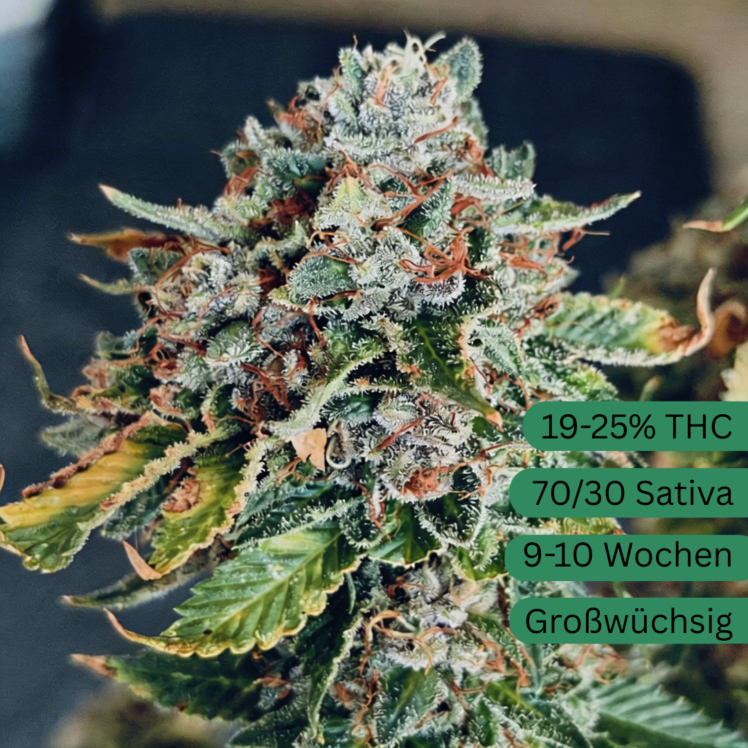 Sour Diesel Hanfsämling groß [SD]