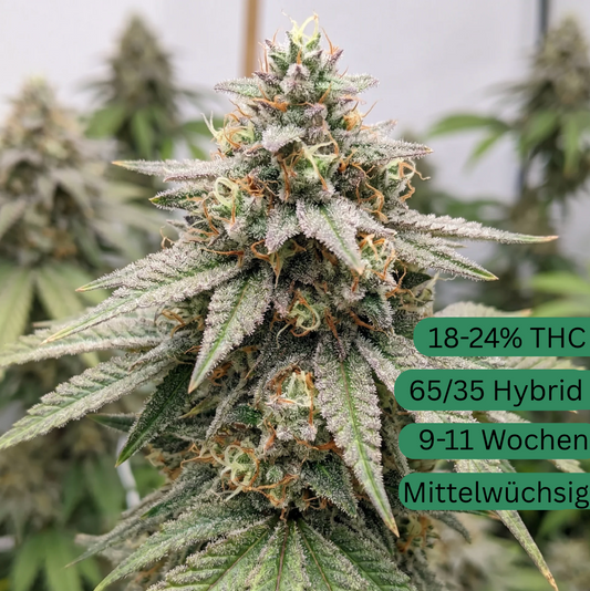 Mimosa Autoflower Hanfsämling  [MA]