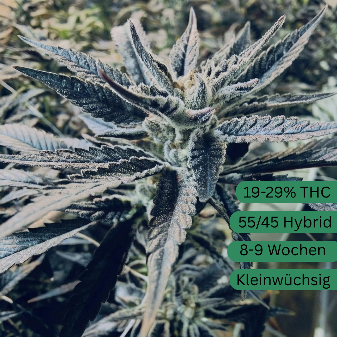 Black Runtz Cannabis Seed large [BR]