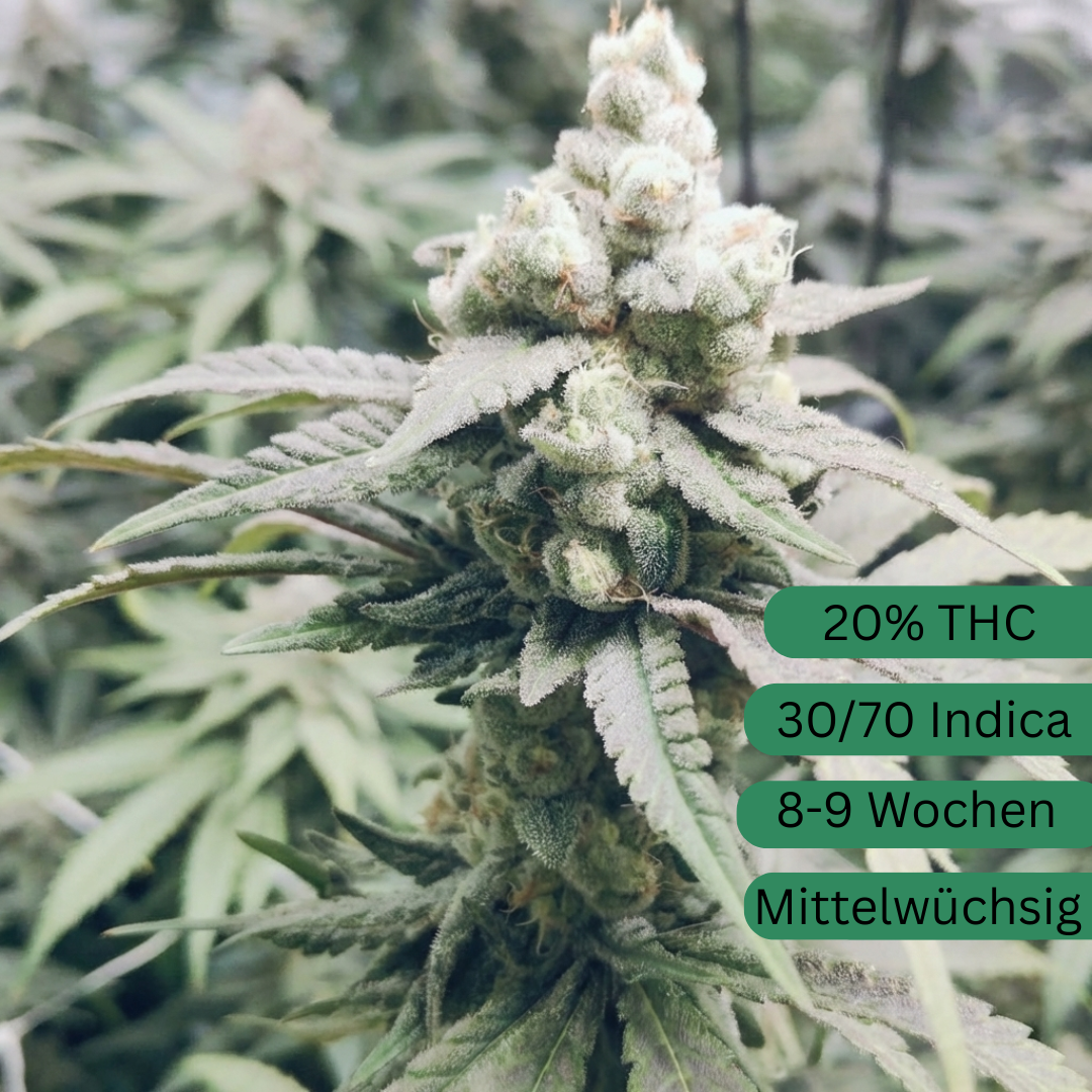 Apricot Banana OG cannabis seeds