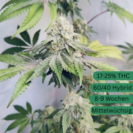 Sour Chem Kush Hanfsämling klein [SCK]