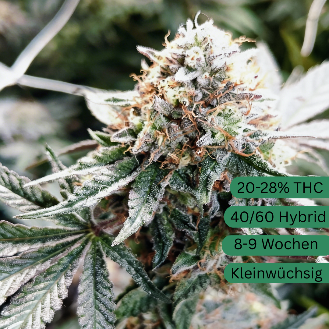 Alien Cookie OG Hanfsämling klein [ACOG]