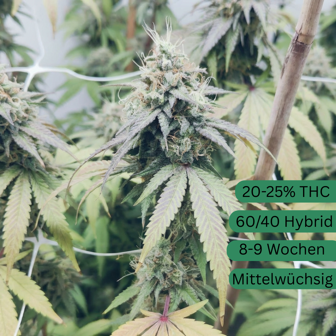 Papaya Dream Hanfsämling groß [PAP]