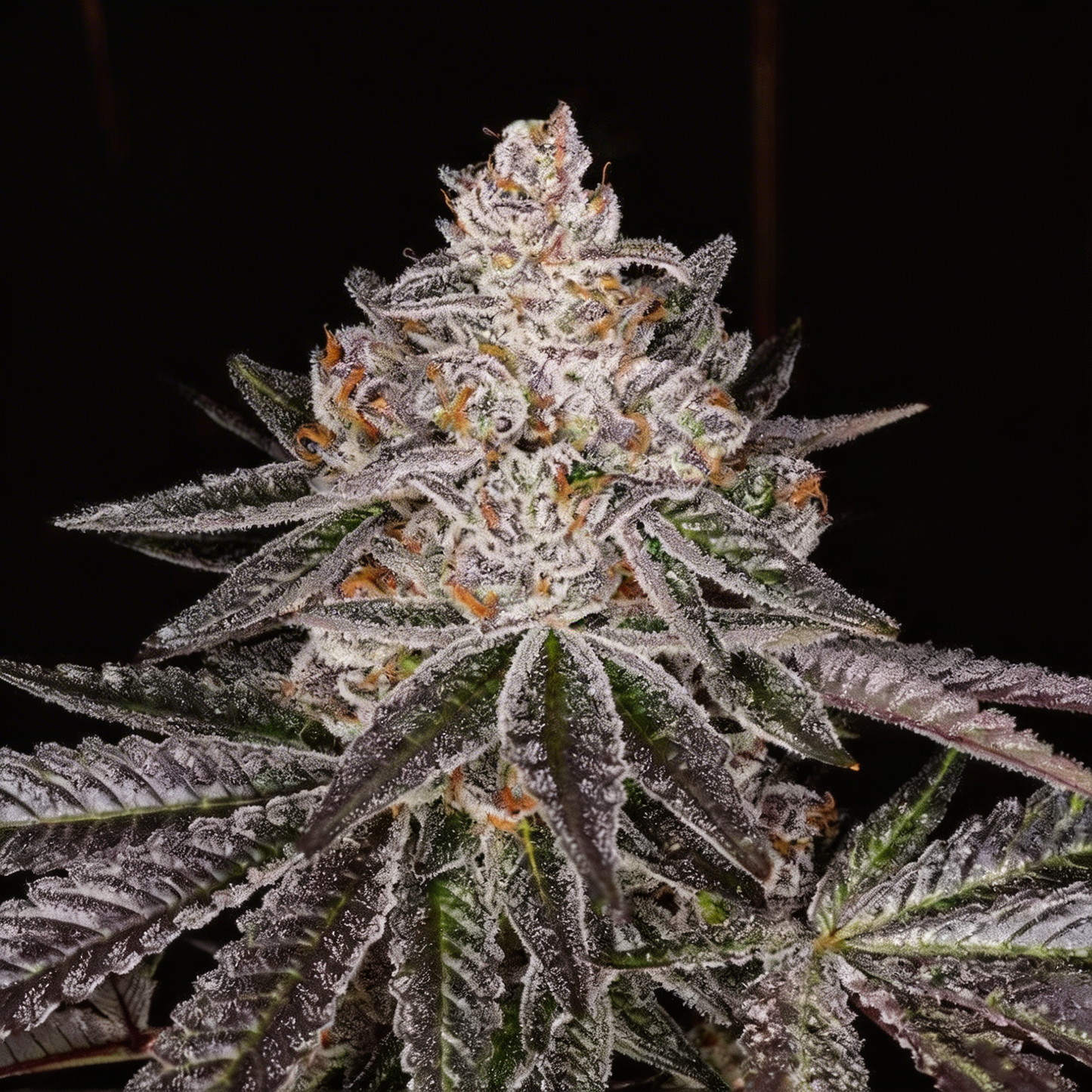 Apple Fritter Hanfsteckling [AF]