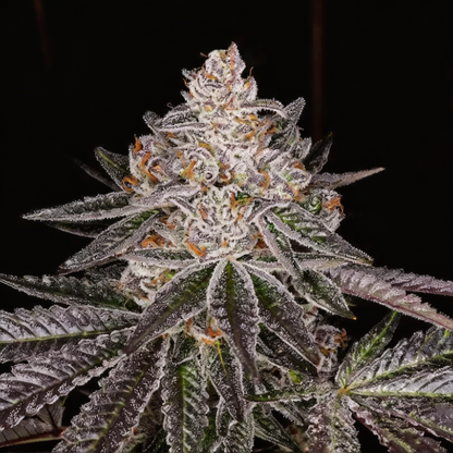 Apple Fritter Hanfsteckling [AF]