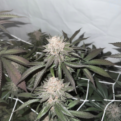 Super Buff Cherry#26 Hanfsteckling [SBF]