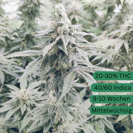 GMO Zkittlez Hanfsämling groß