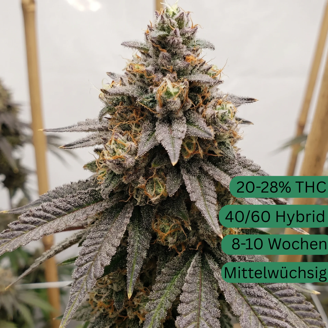 Apple Fritter Autoflower Hanfsämling [AFA]