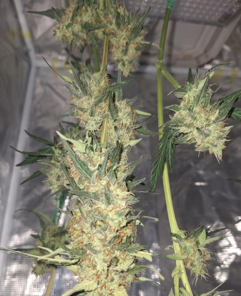 Bruce Banner Autoflower Hanfsämling [BRA]