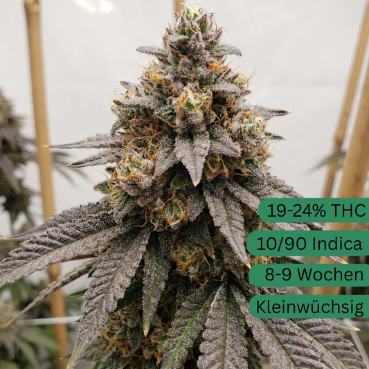 Bubba Kush Hanfsteckling klein [BK]