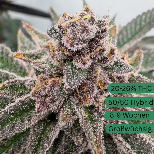 Super Buff Cherry#26 Hanfsteckling klein [SBC]