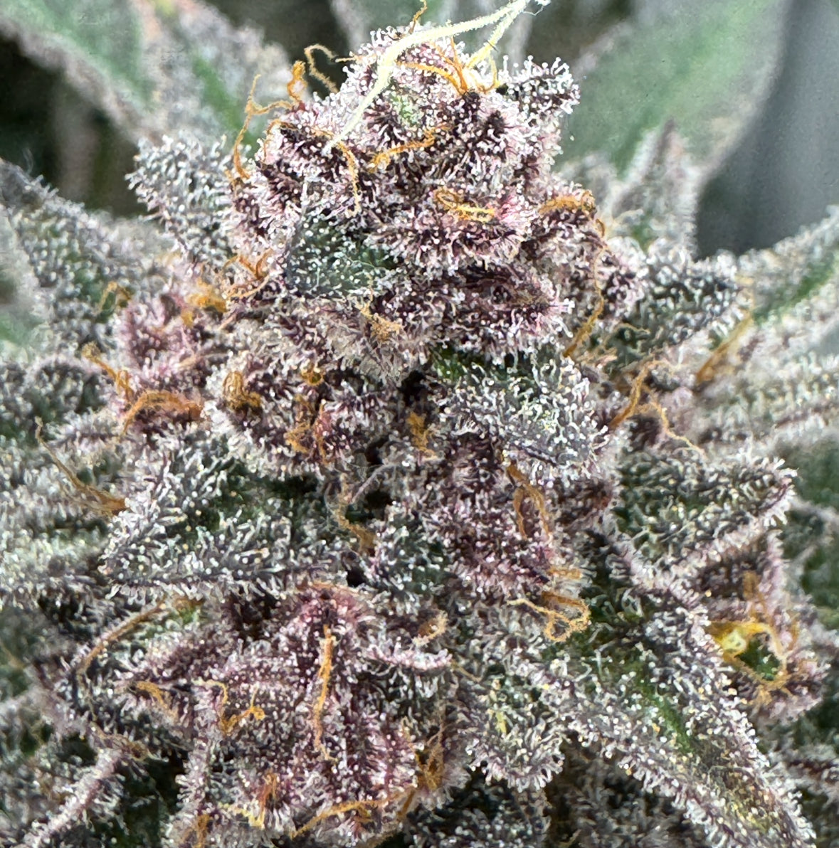 Super Buff Cherry#26 Hanfsteckling groß [SBC]
