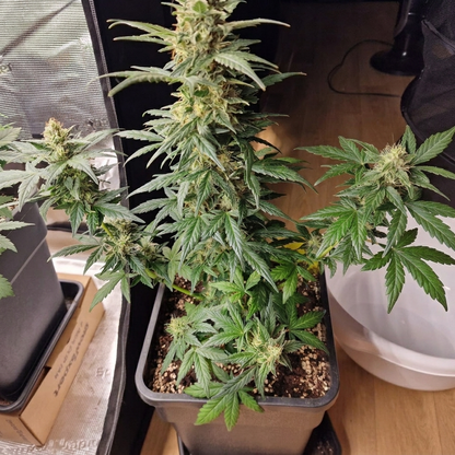 Blueberry Autoflower Hanfsämling [BBA]