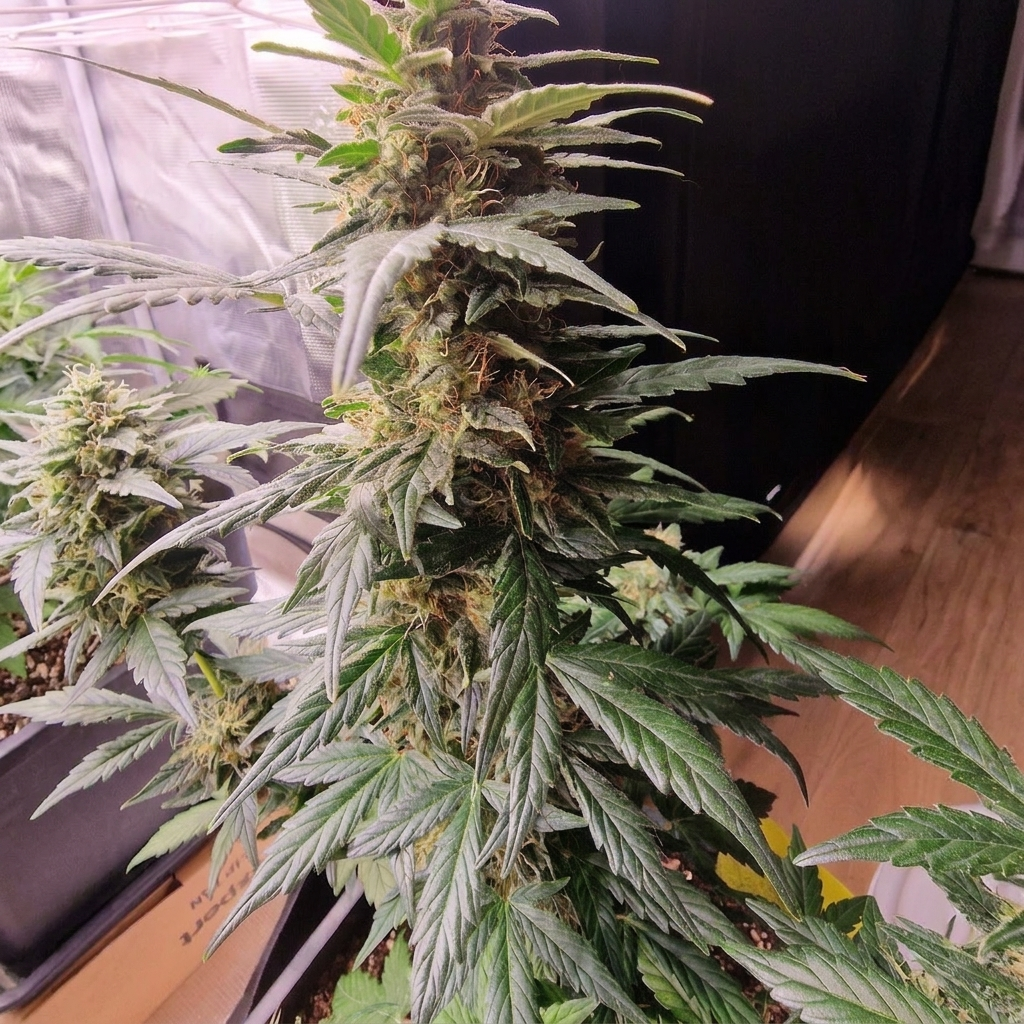 Blueberry Autoflower Hanfsämling [BBA]