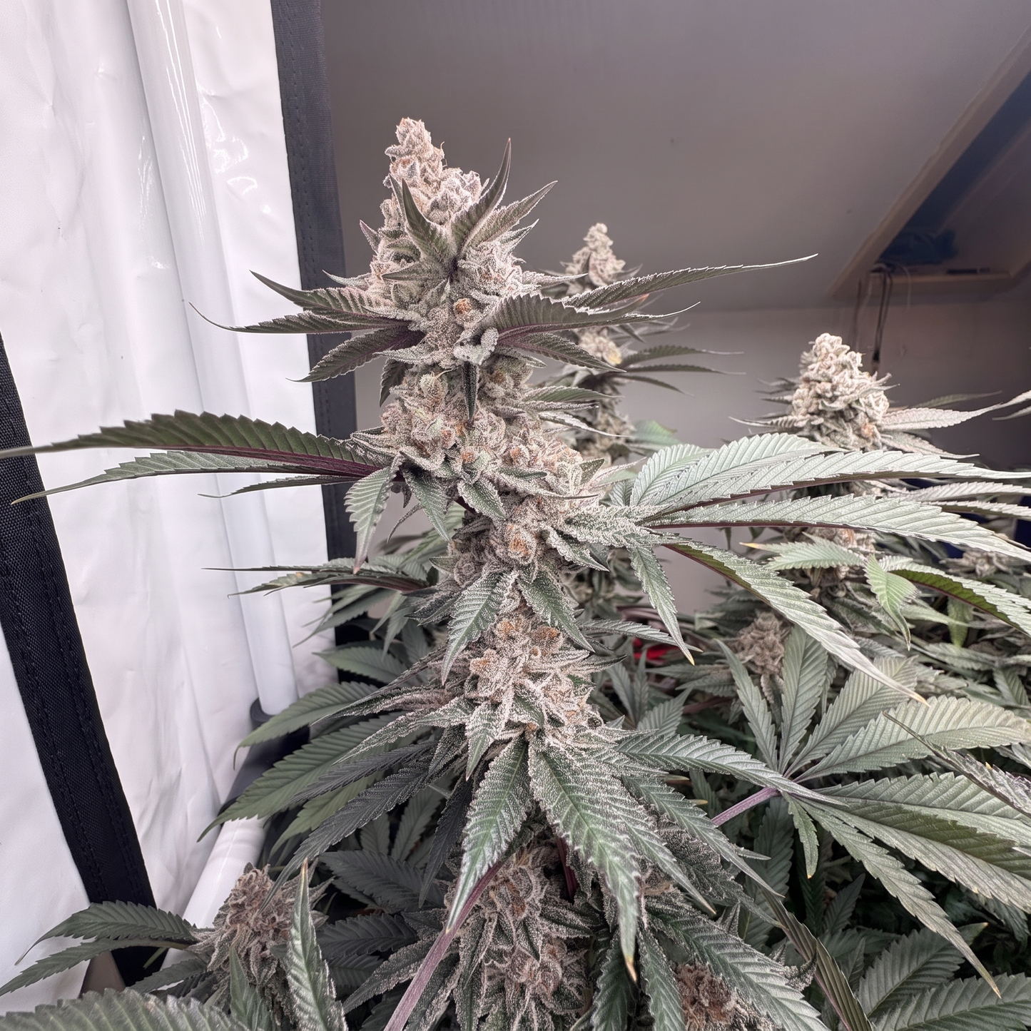 Super Buff Cherry#26 Hanfsteckling klein [SBC]