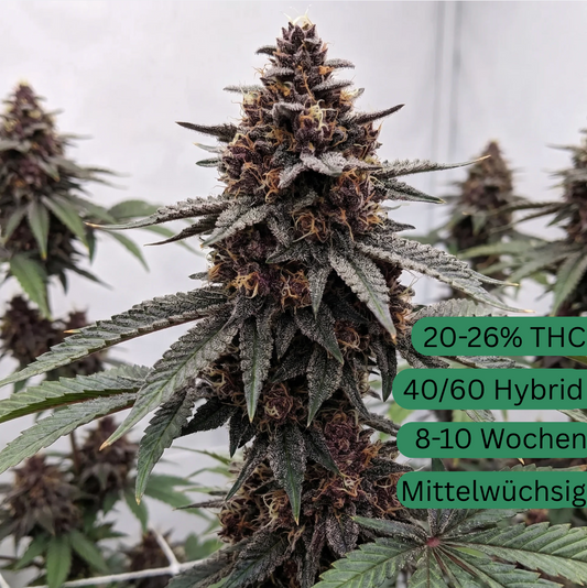 Cherry Cola Autoflower Hanfsämling [CHA]