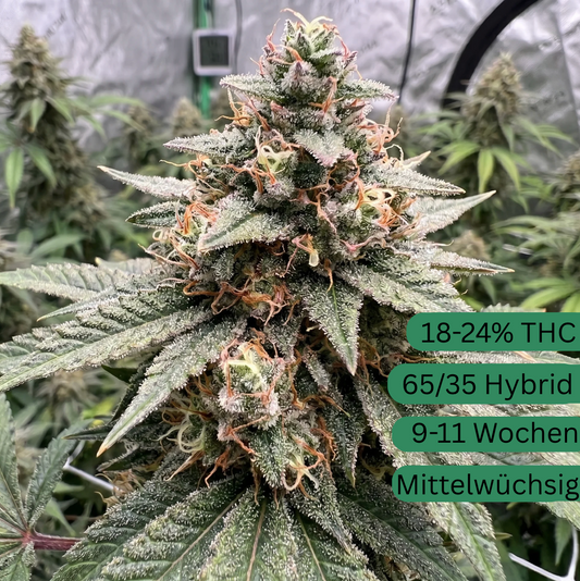 Strawberry Banana Autoflower Hanfsämling  [SBA]