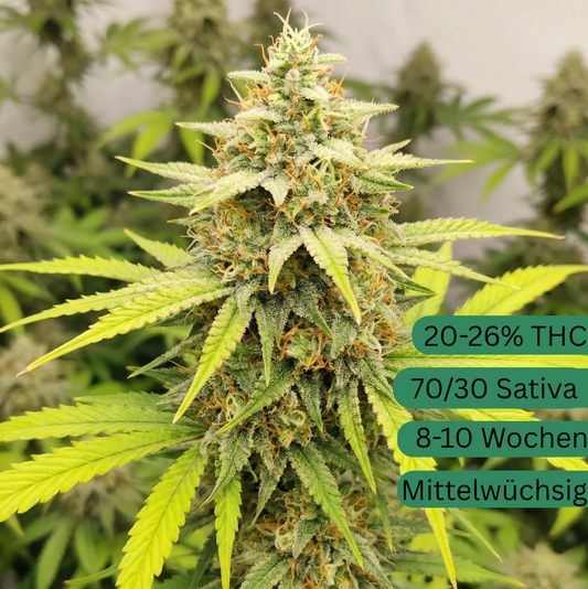 Green Crack Autoflower Hanfsämling [GCA]