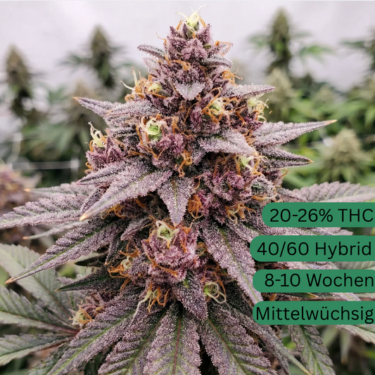 Mango Runtz Autoflower Hanfsämling [MRA]