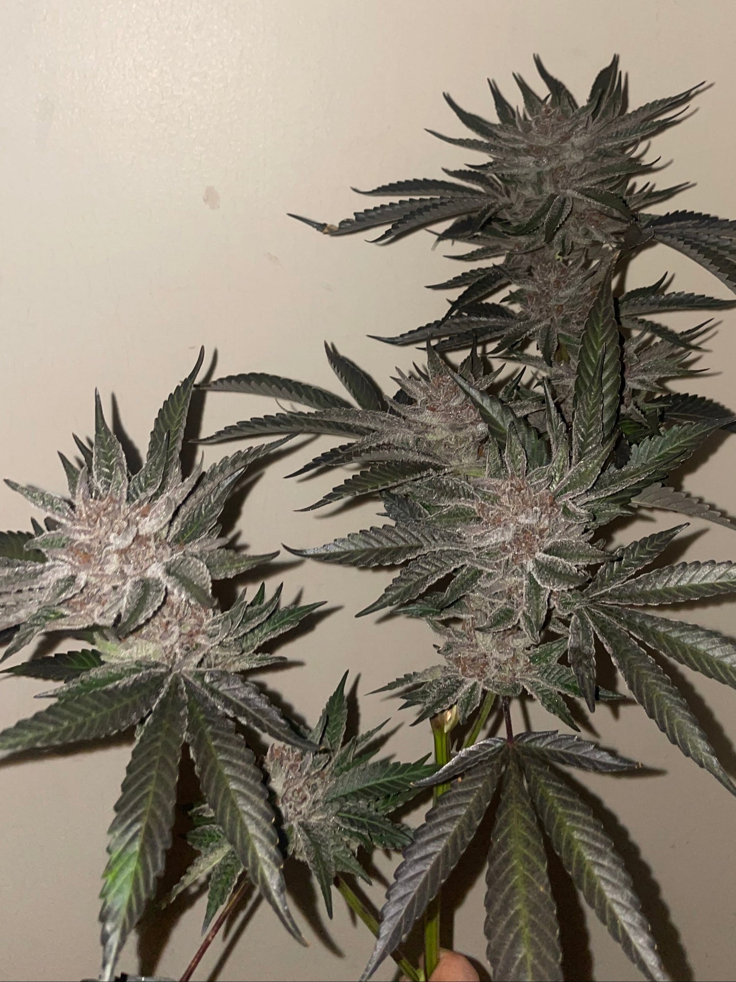 Studio54 Hanfsteckling [S54]