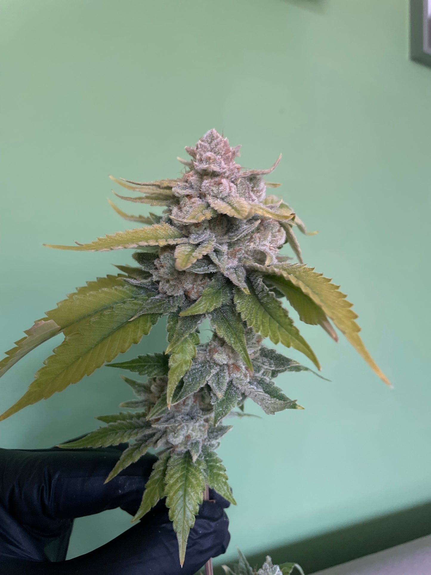 Strawberry Guave Hanfsteckling [SG]