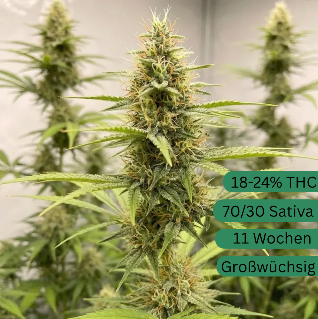 Amnesia Autoflower Hanfsämling [AA]