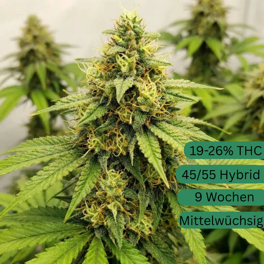 Gelato Autoflower Hanfsämling [GA]