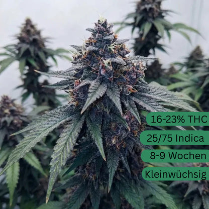 Blueberry Autoflower Hanfsämling [BBA]