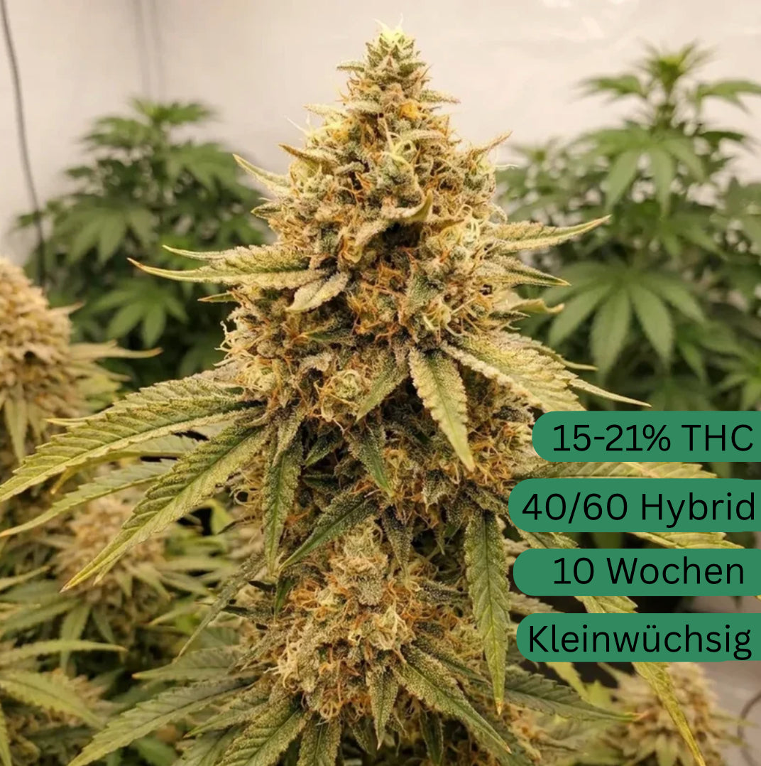 Cream Magnum Autoflower Cannabis Seedling [CMGA]