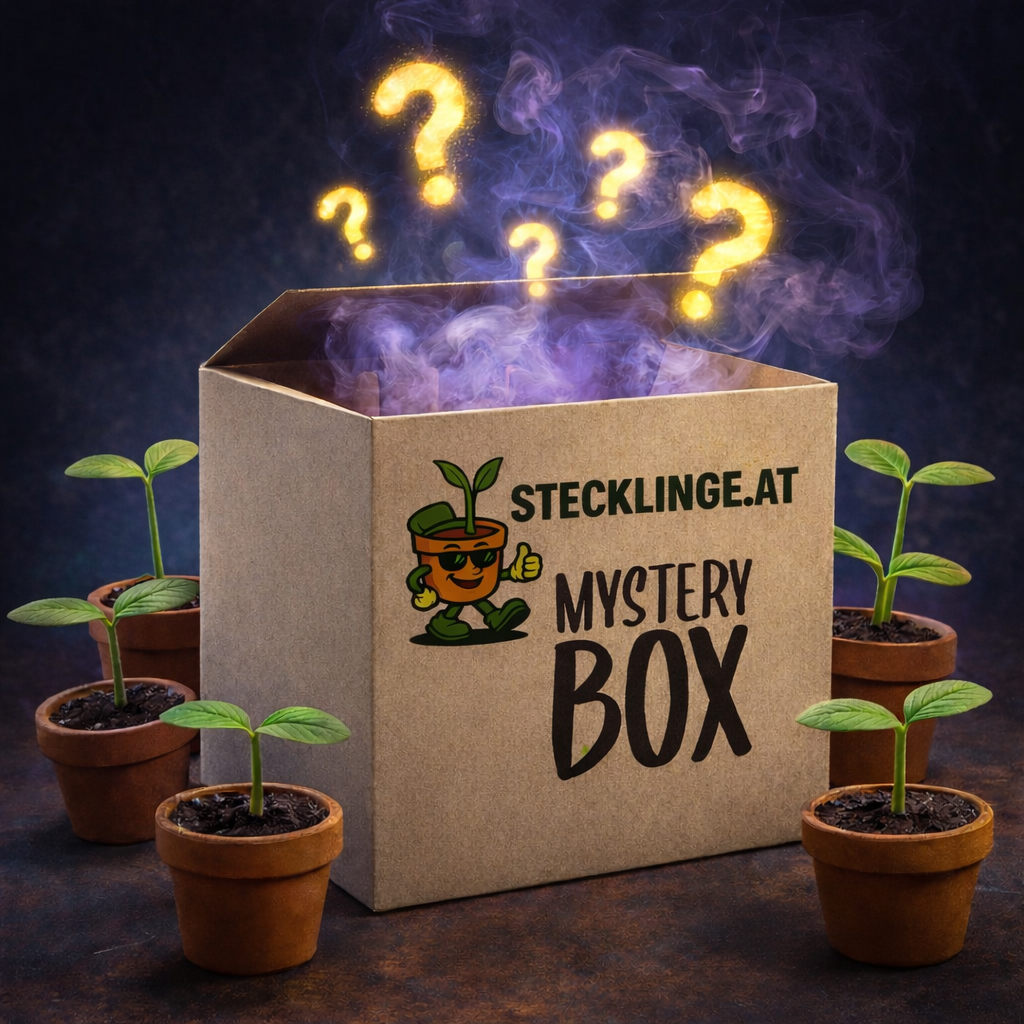 Mystery Box (12/21 zufällige Hanfsämlinge ausgewachsen)